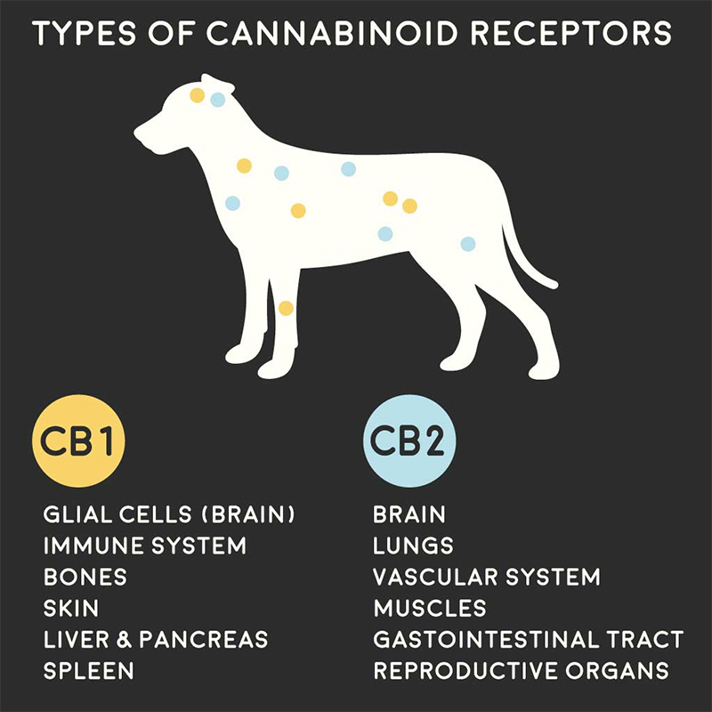 Types of Cannabinoid Receptors