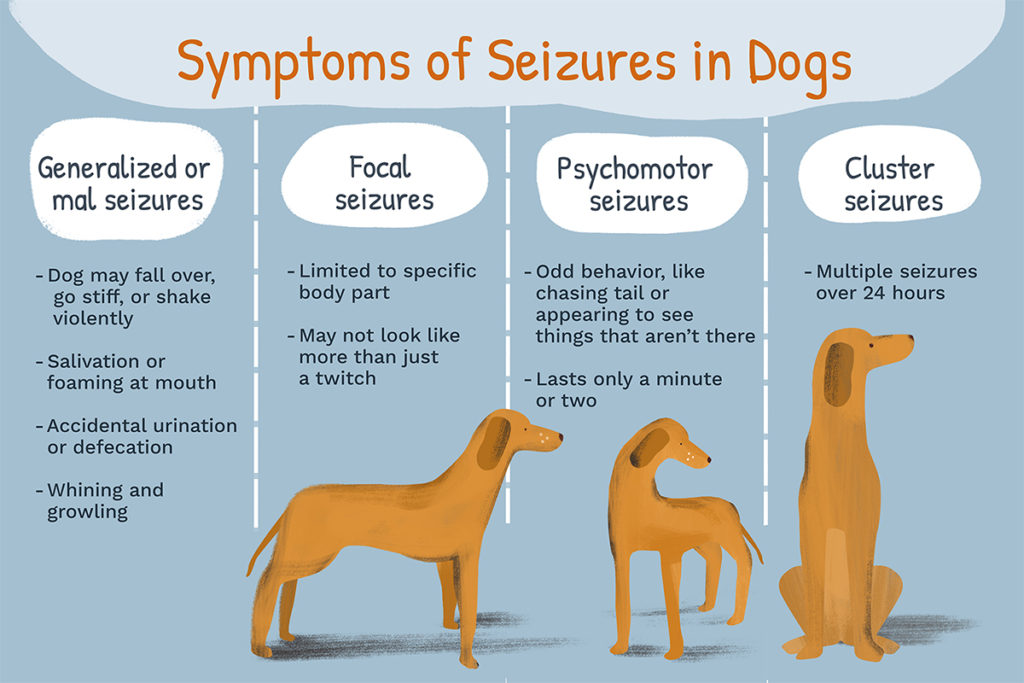 Symptoms of Seizures in Dogs
